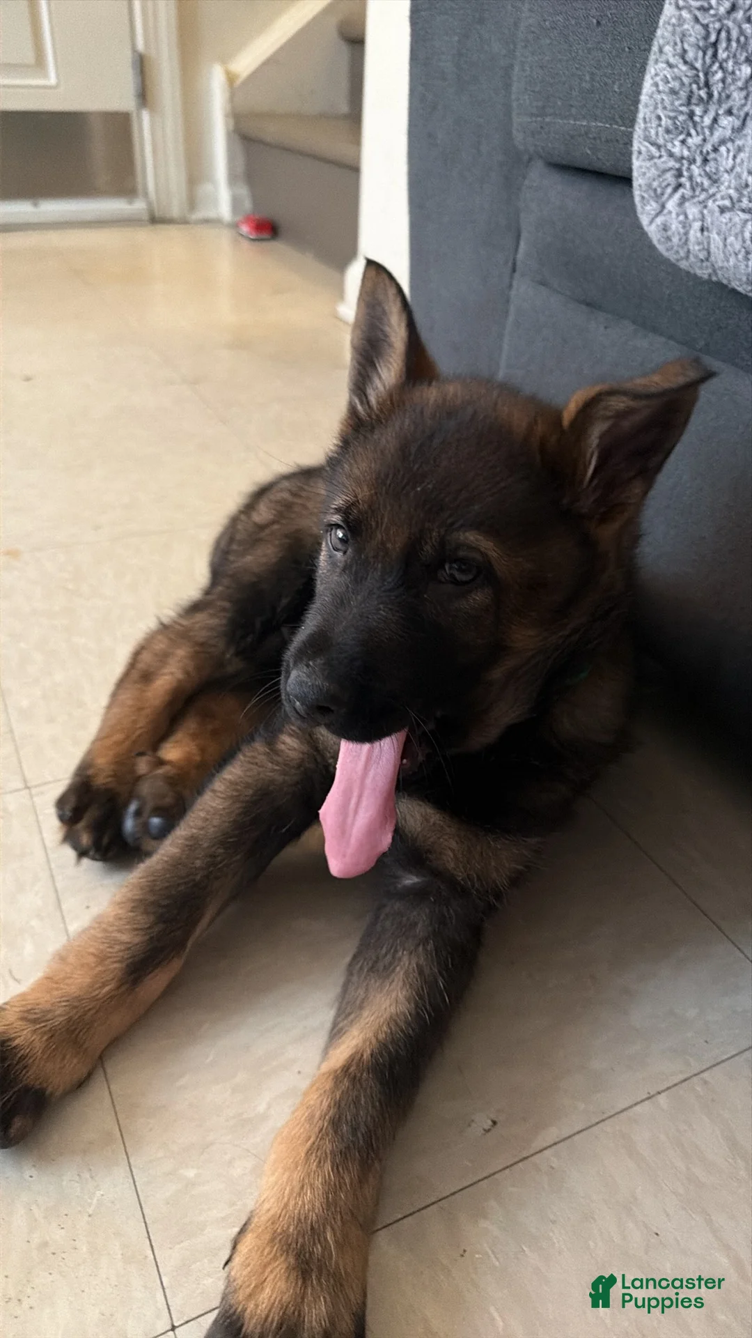 German Shepherd dogs for sale: German Shepherd Puppy 1 - Ad 2