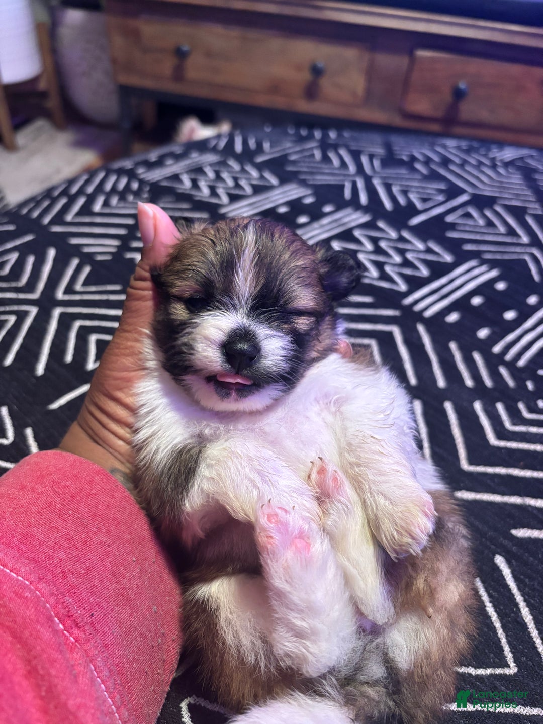 Pomeranian dogs for sale: Sparkles - Ad 2