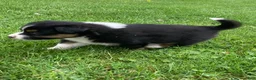 Australian Shepherd dogs for sale: Luna - Ad 6