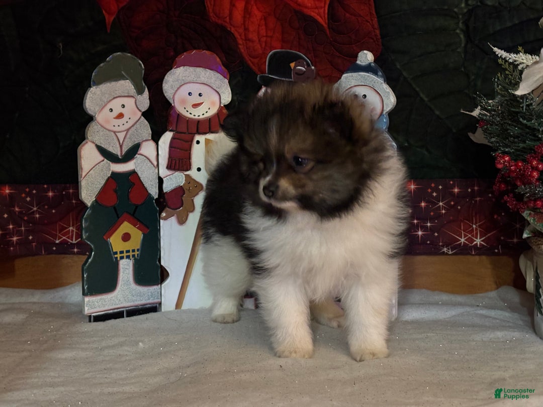 Pomeranian dogs for sale: Jasper - Ad 6