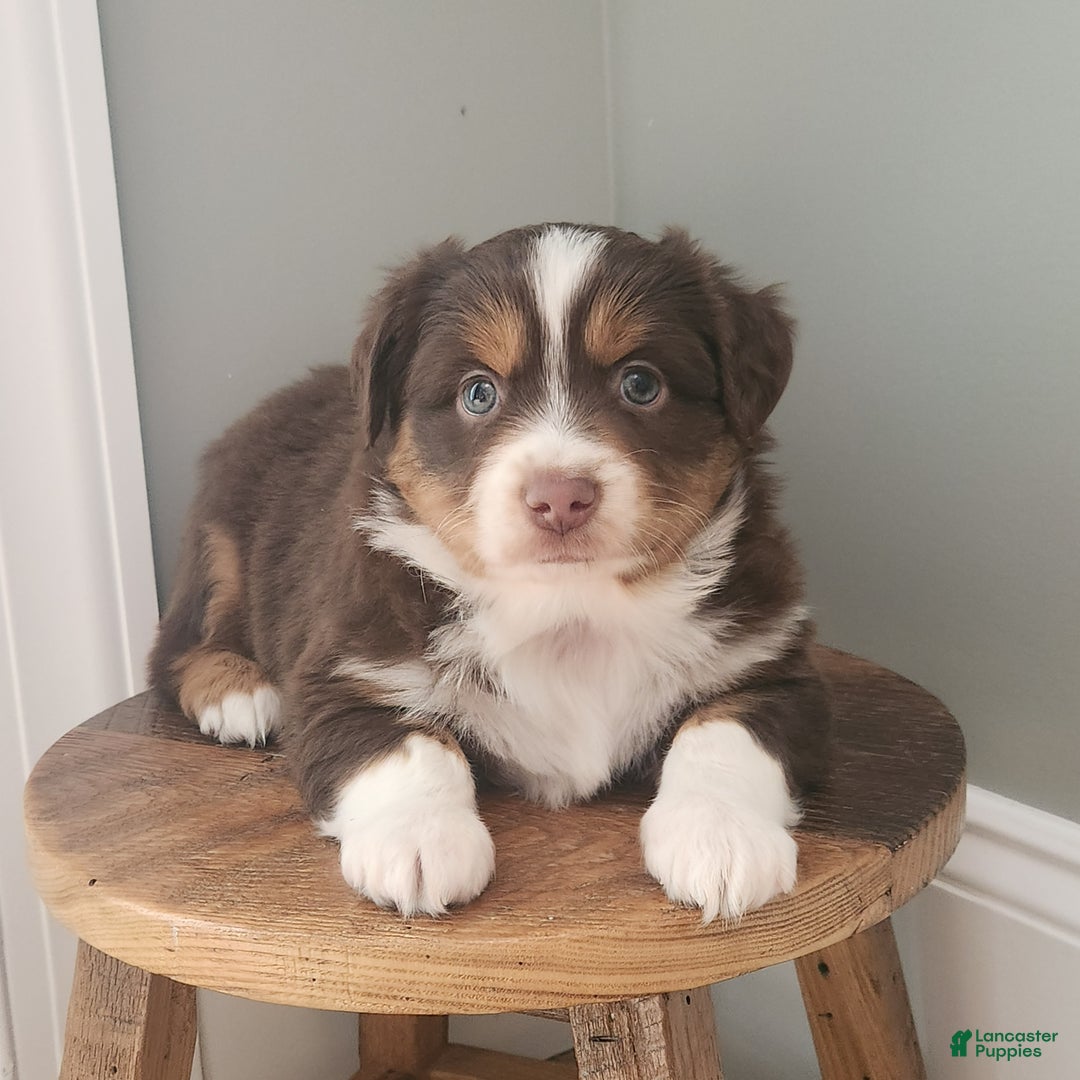 Mixed Breed dogs for sale: Comet - Ad 3