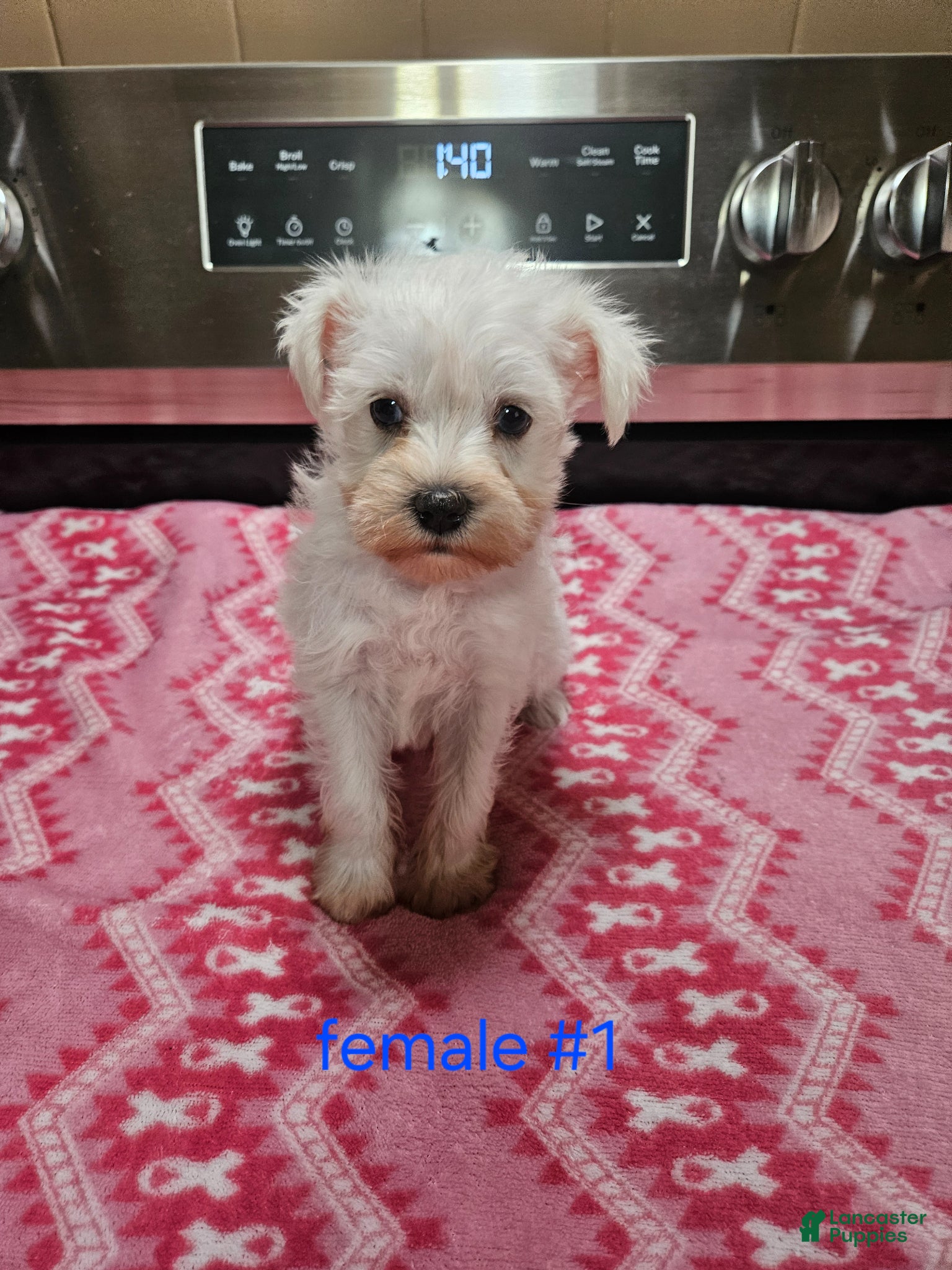 Miniature Schnauzer dogs for sale: Miniature Schnauzer Puppy 1 - Ad 2
