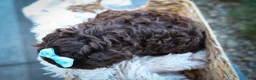 Cavapoo dogs for sale: COCOA - Ad 11