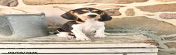 Beagle dogs for sale: Murphy - Ad 1