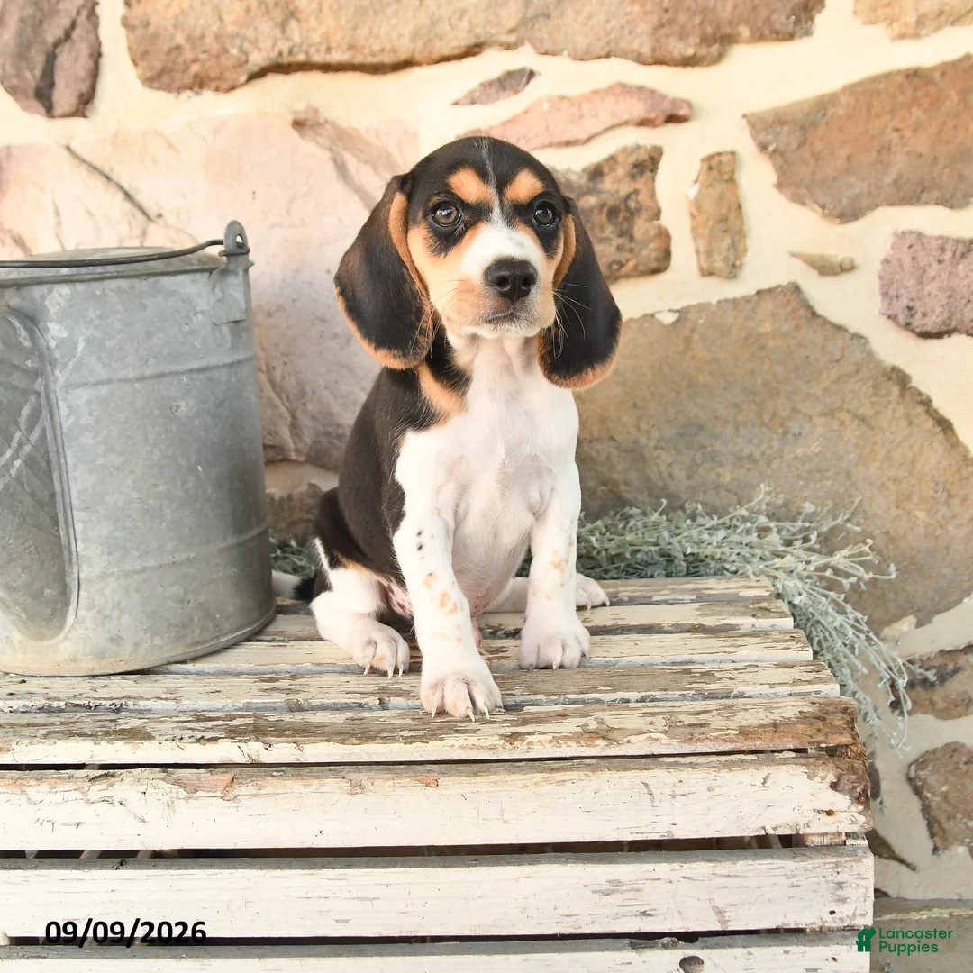 Beagle dogs for sale: Murphy - Ad 1