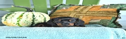 Miniature Dachshund dogs for sale: Jace - Ad 3