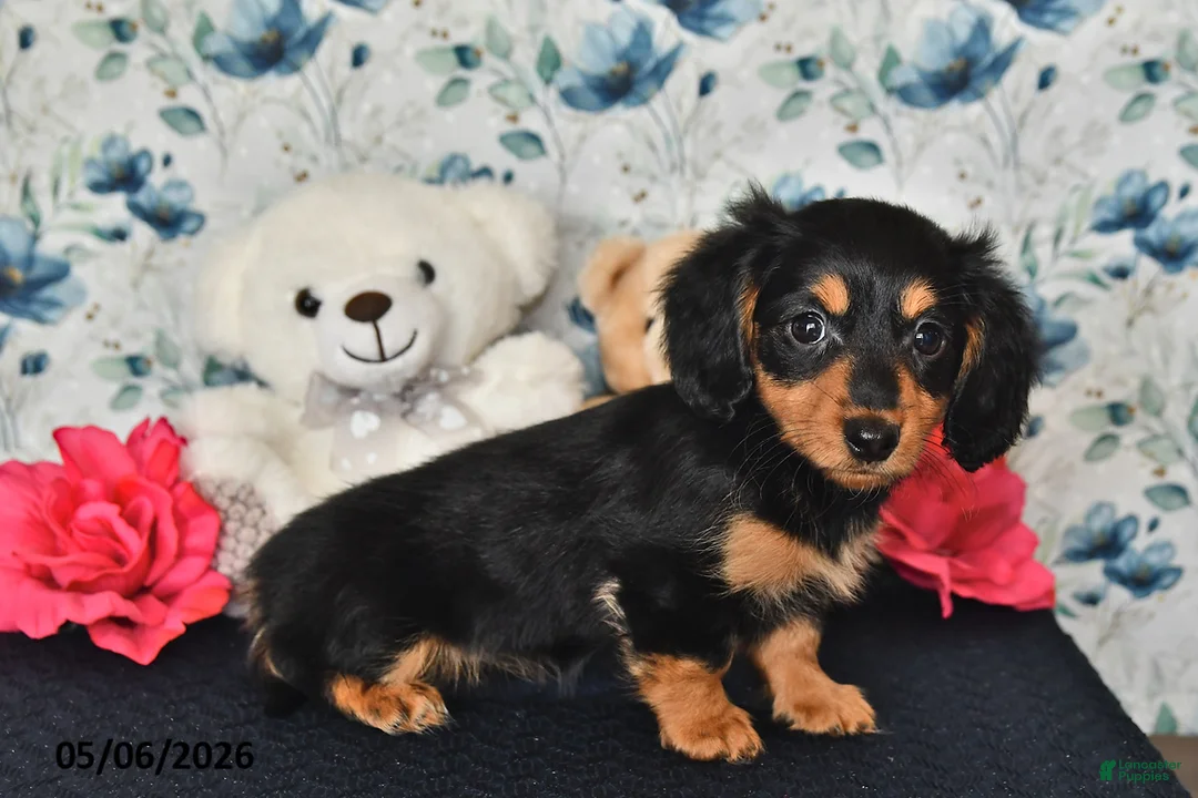 Miniature Dachshund dogs for sale: Olivia - Ad 2