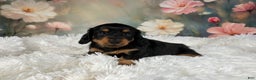 Miniature Dachshund dogs for sale: AKC-Murphy - Ad 10