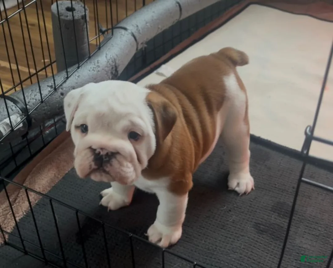 English Bulldog dogs for sale: English Bulldog 6 - Ad 1