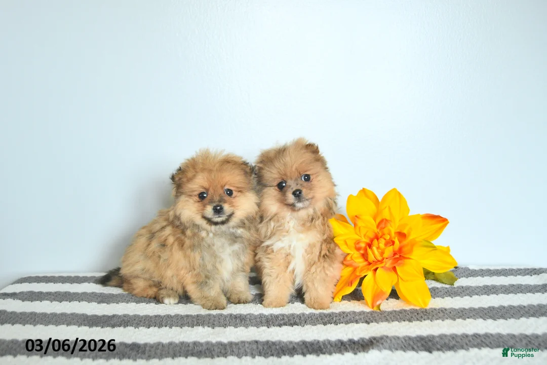 Pomeranian dogs for sale: Loki EXTRA SMALL - Ad 2