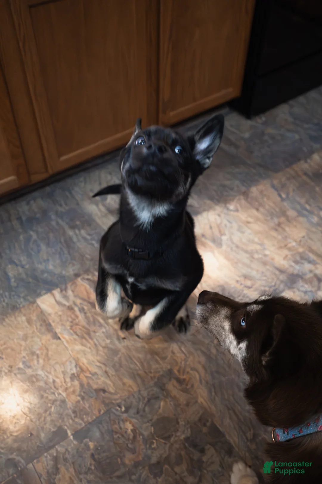 Mixed Breed dogs for sale: Bacchus - Ad 3