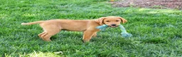 Labrador Retriever dogs for sale: Cooper - Ad 2