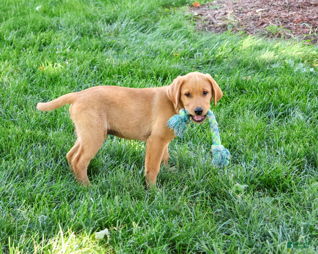 Labrador Retriever dogs for sale: Cooper - Ad 2