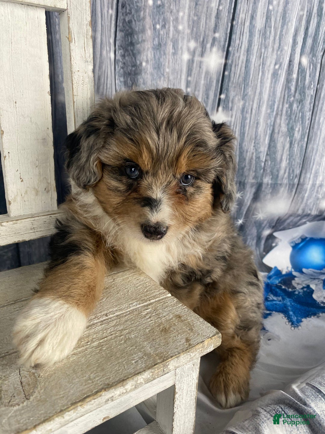 Aussiedoodle dogs for sale: Paisley - Ad 2