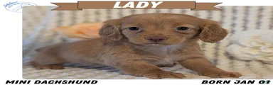 Lady