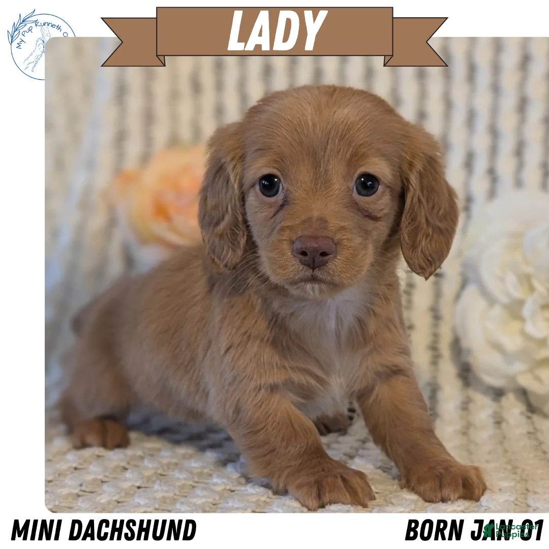 Miniature Dachshund dogs for sale: Lady - Ad 1