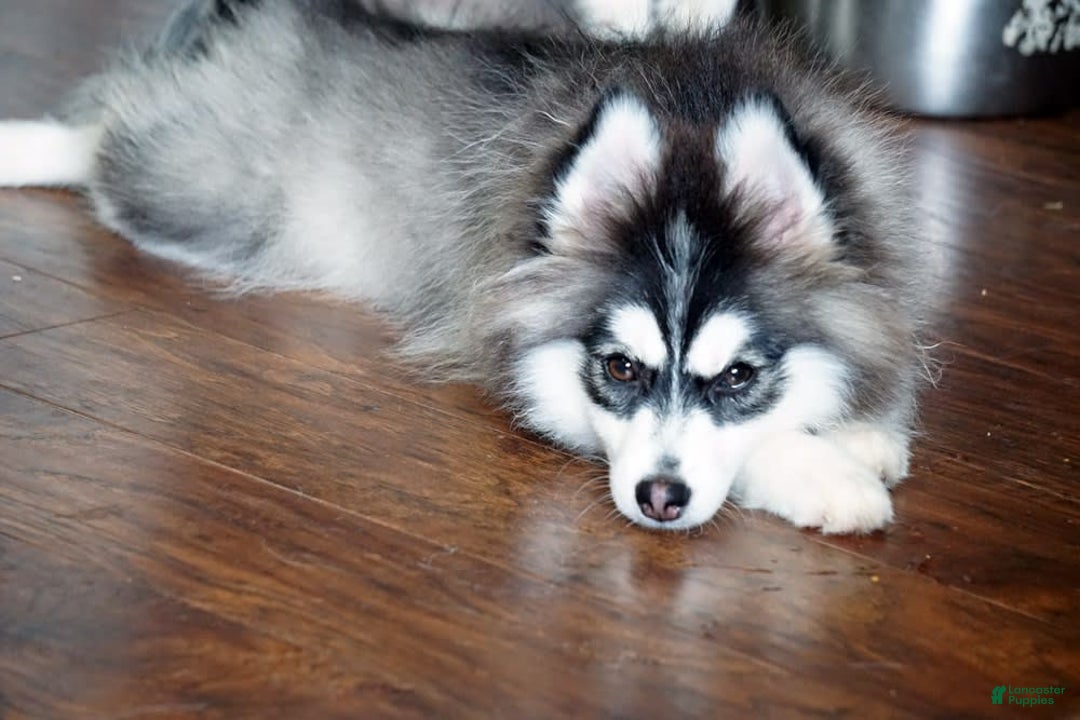 Gallery Image {{count}}