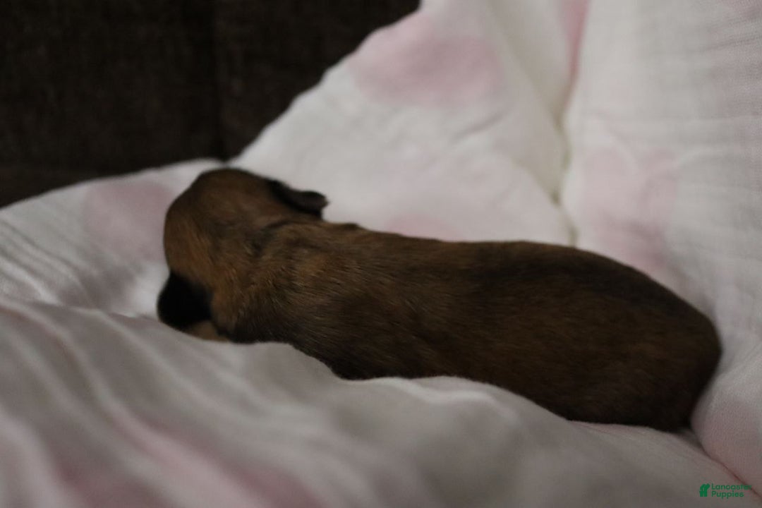 Havanese dogs for sale: Honey - Ad 13