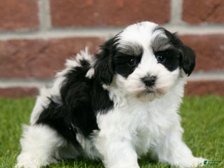 Havapoo dogs Leo - Ad 21