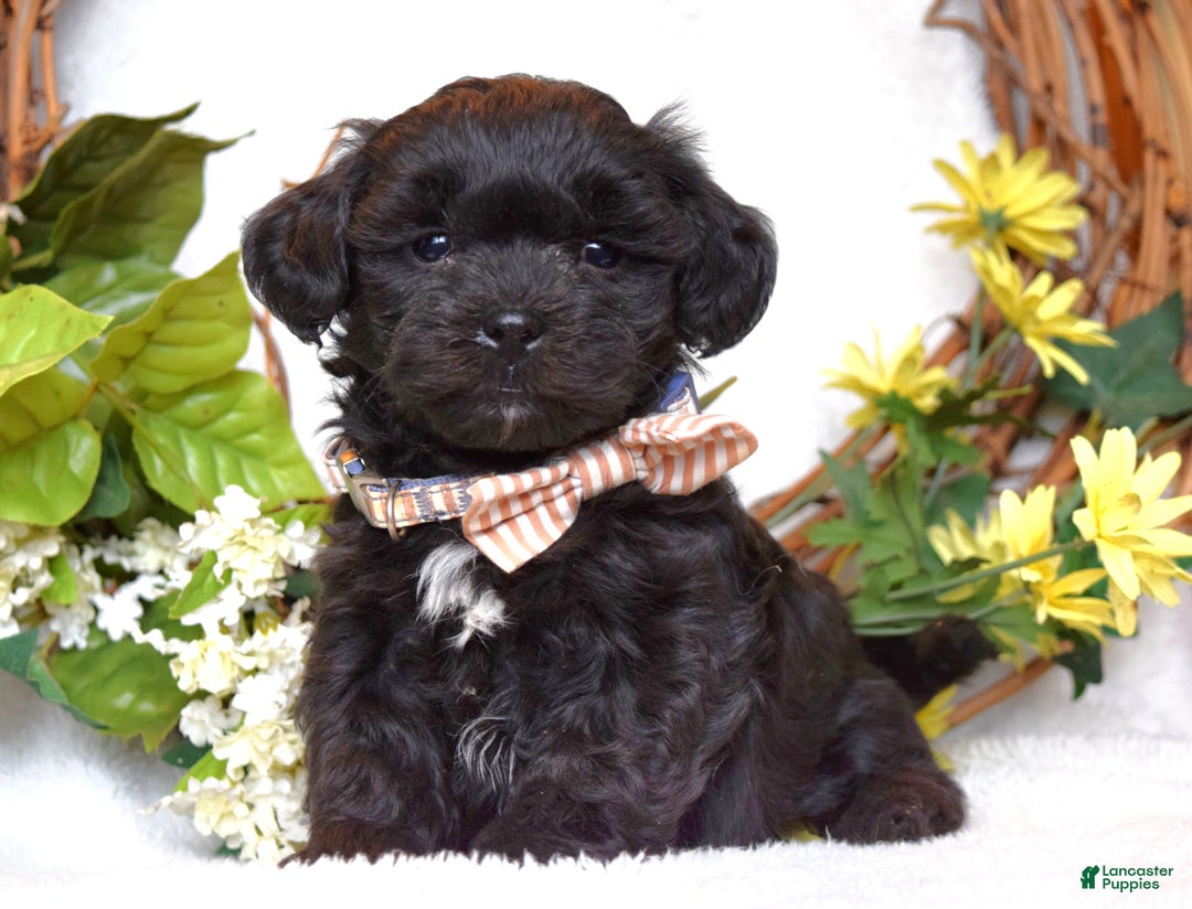 Teddy Bear dogs for sale: Benji - Ad 2