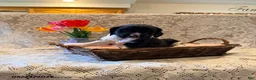 English Springer Spaniel dogs for sale: Rowdy - Ad 2