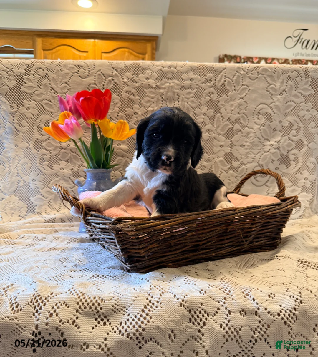 English Springer Spaniel dogs for sale: Rowdy - Ad 2