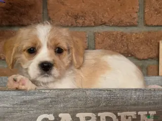 Cavapoo dogs Ella - Ad 5