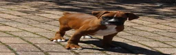 Boxer dogs for sale: Atticus - Ad 9