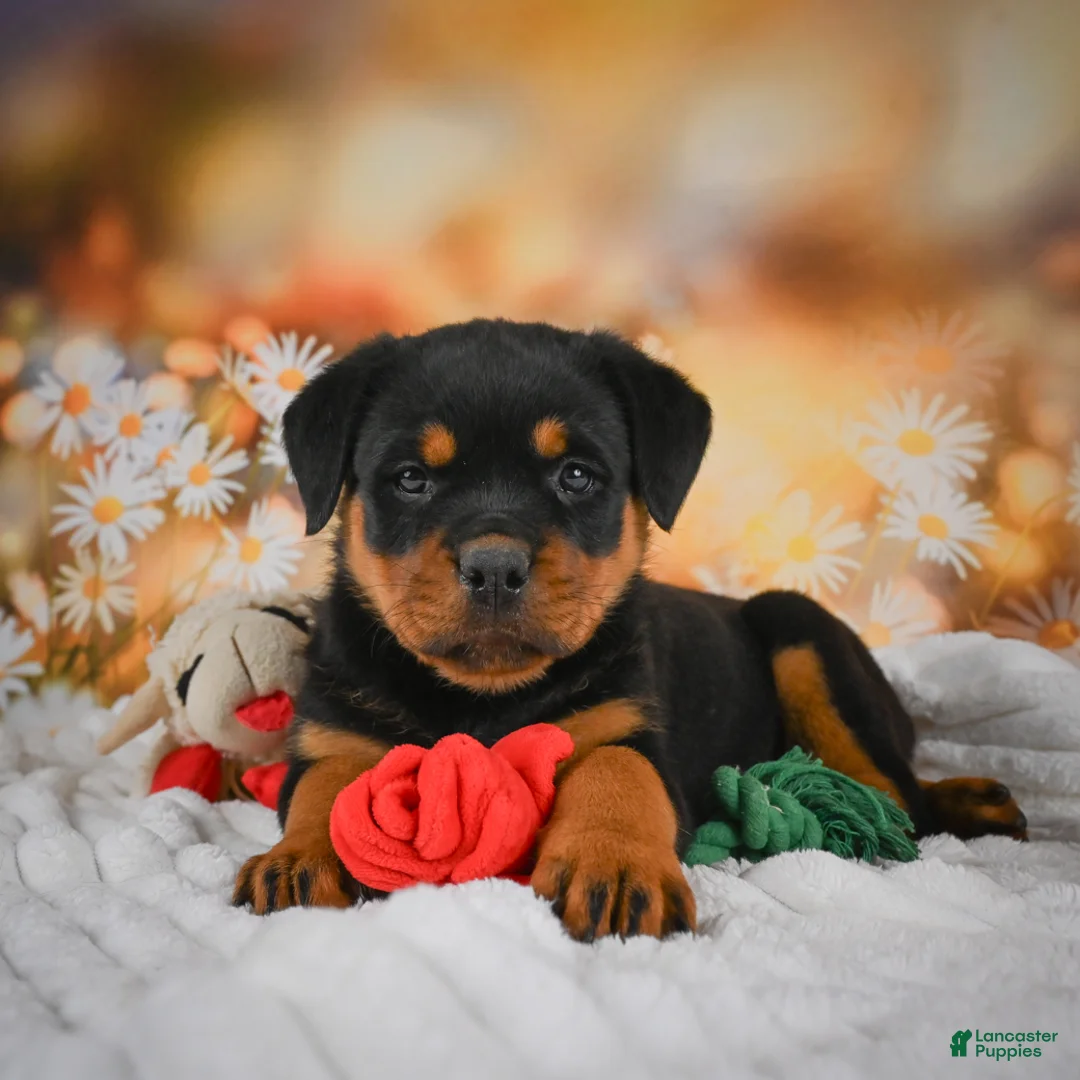 Rottweiler dogs for sale: Macy - Ad 1
