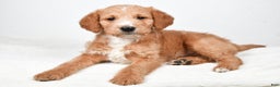 Labradoodle dogs for sale: Nadine - Ad 3