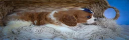 Cavalier King Charles Spaniel dogs for sale: Patches💙 - Ad 11