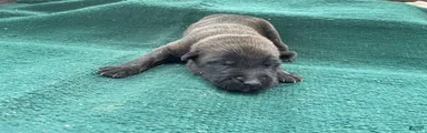 Male Puppy 5