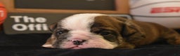 English Bulldog dogs for sale: Jim - Ad 6