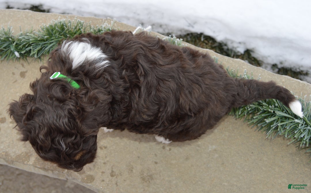 Mini Aussiedoodle dogs for sale: Mini Archie - Ad 17