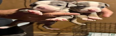 American Bully 1