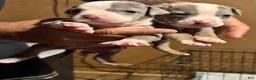 American Bully dogs for sale: American Bully 1 - Ad 1