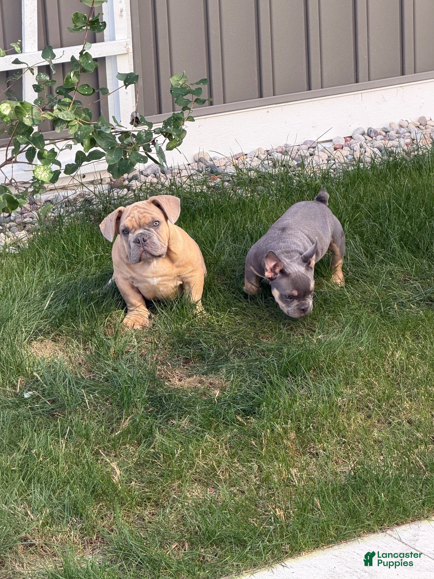 American Bully dogs for sale: American Bully 2 - Ad 11