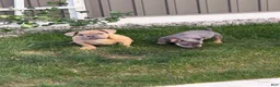 American Bully dogs for sale: American Bully 2 - Ad 1