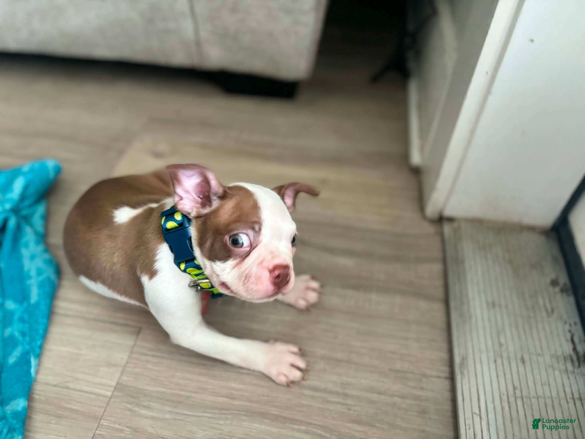 Boston Terrier dogs for sale: Boston Terrier Puppy 2 - Ad 5