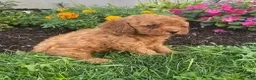 Miniature Poodle dogs for sale: Mickey - Ad 2