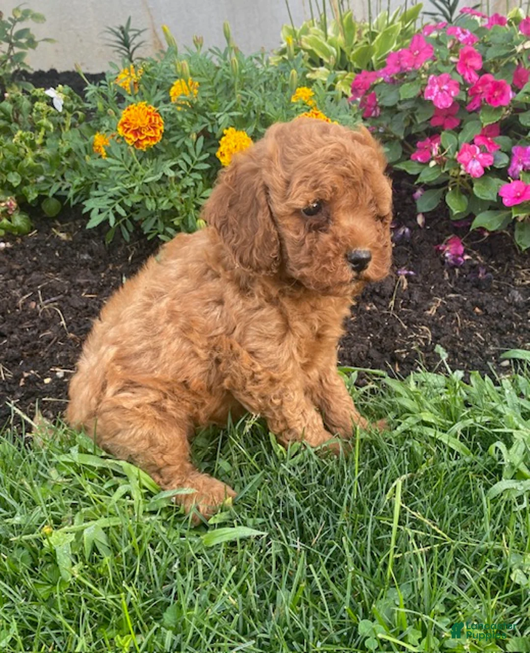 Miniature Poodle dogs for sale: Mickey - Ad 2