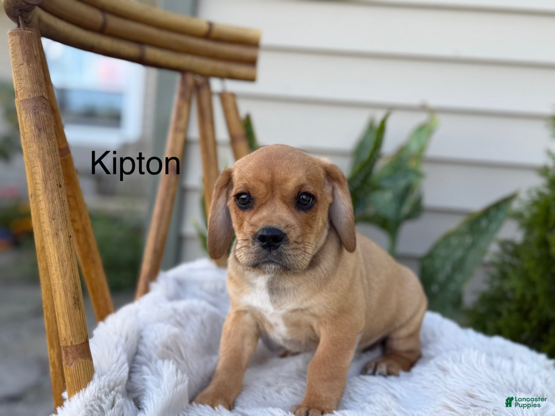 Pug Puppy Pug And King Charles Mix Puggle Puppies For Sale In