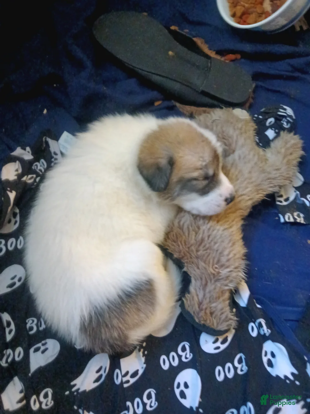 Mixed Breed dogs for sale: BABY JOJO  - Ad 31