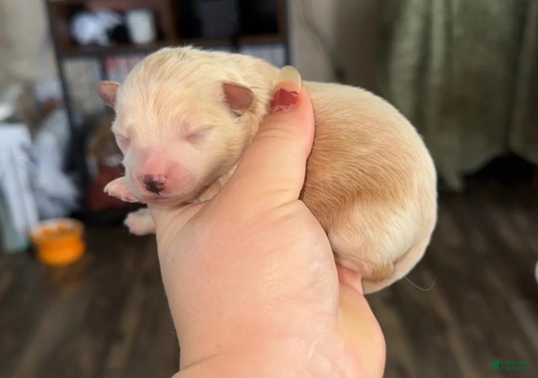Pomapoo dogs for sale: Pomapoo 1 - Ad 1