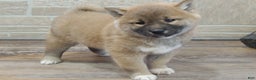 Shiba Inu dogs for sale: BINGO - Ad 2