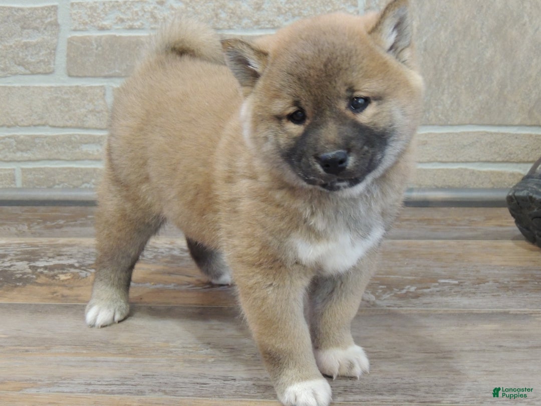 Shiba Inu dogs for sale: BINGO - Ad 2