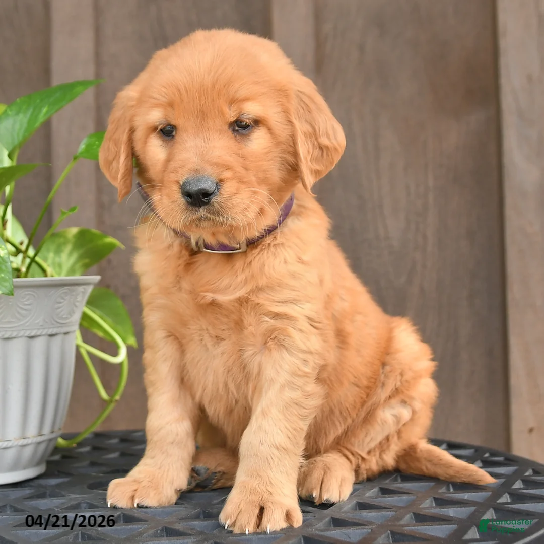 Golden Retriever dogs for sale: Roxy - Ad 2