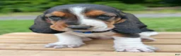 Basset Hound dogs for sale: Oscar - Ad 20