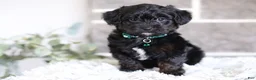 Yorkiepoo dogs for sale: Bentley - Ad 3