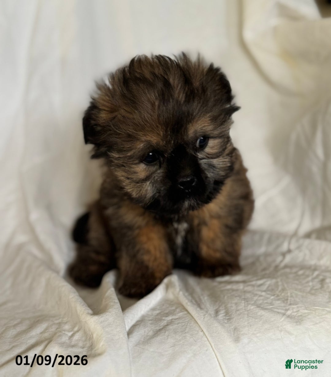 Shorkie dogs for sale: Benny - Ad 2